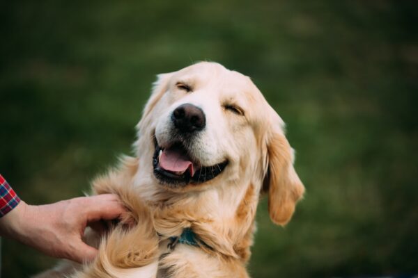 Play Dates - Image 3