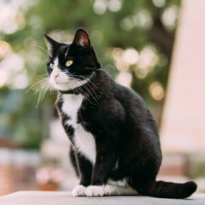 Gorgeous Black And White Cat Sitting Outdoor