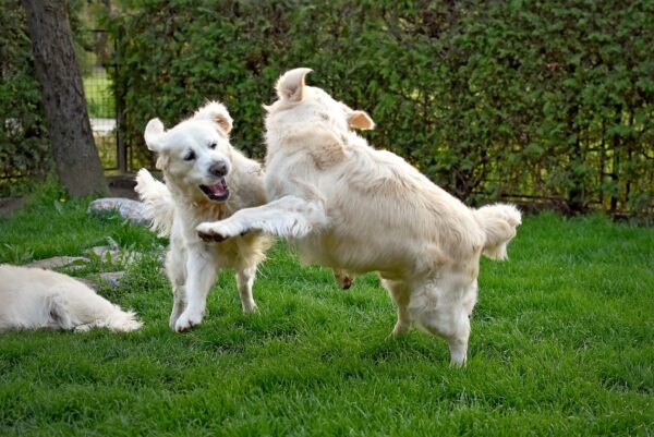 Play Dates - Image 4
